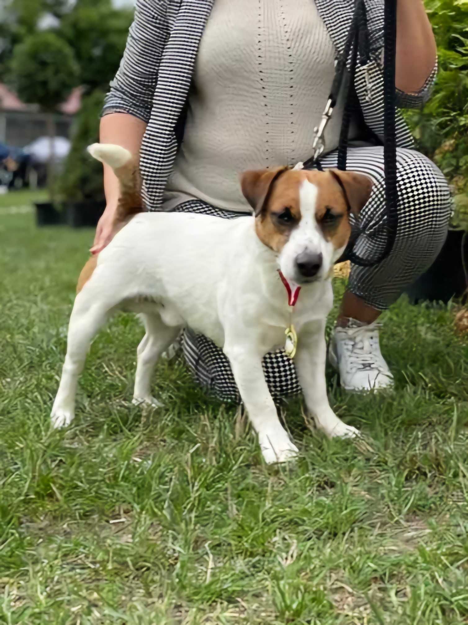 Gładkowłosa suczka Jack Russell Terrier ZKwP