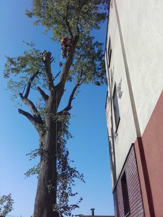 sprzątanie usuwanie rozdrabnianie gałęzi z działek rębakiem Lutomiersk