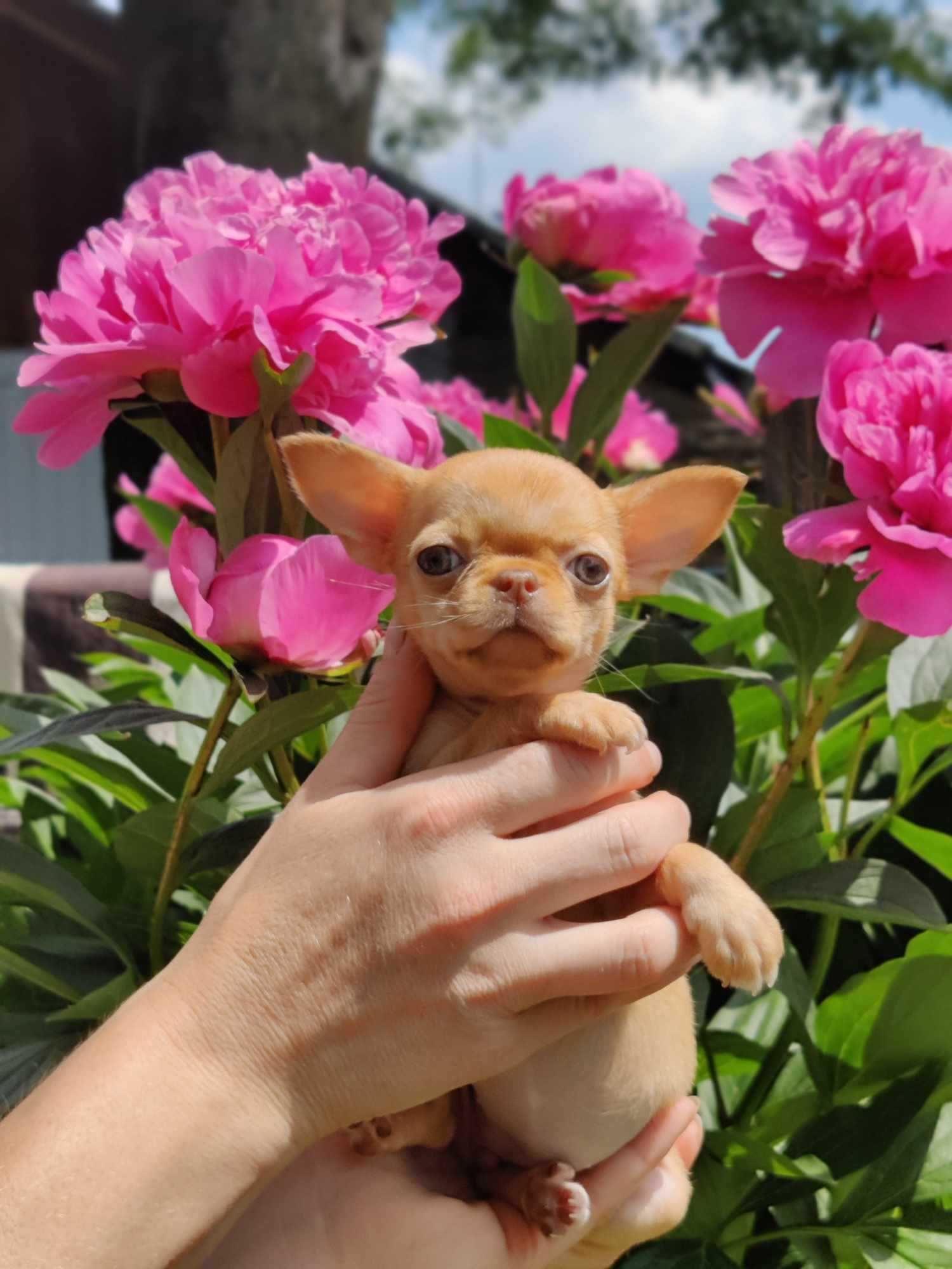 Mini dziewczynka chihuahua krótkowłosa (isabella) z rodowodem FCI