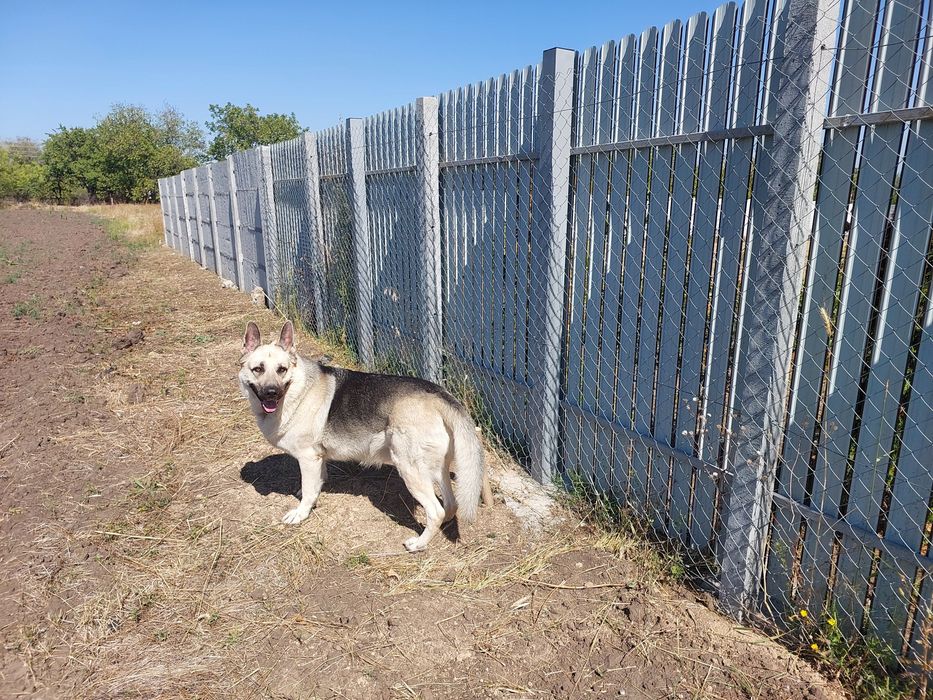 В'язка СЄВ східно-європейська вівчарка