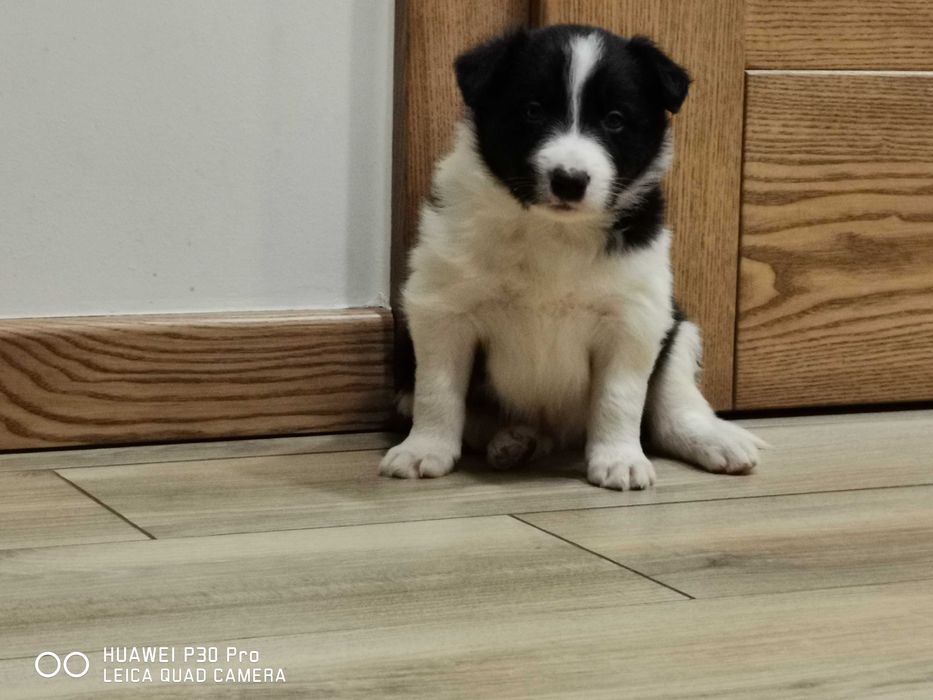 Border collie piesek czarno biały