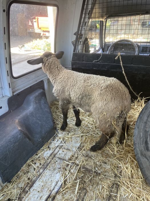 Borrego Suffolk 3 meses