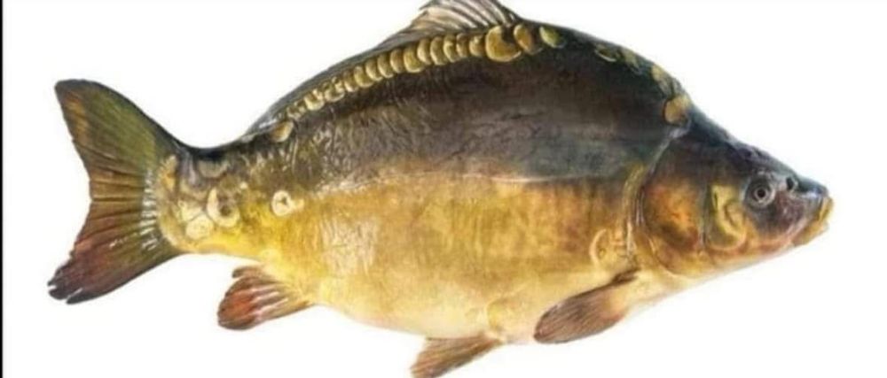 KARP - żywy karp sprzedaż