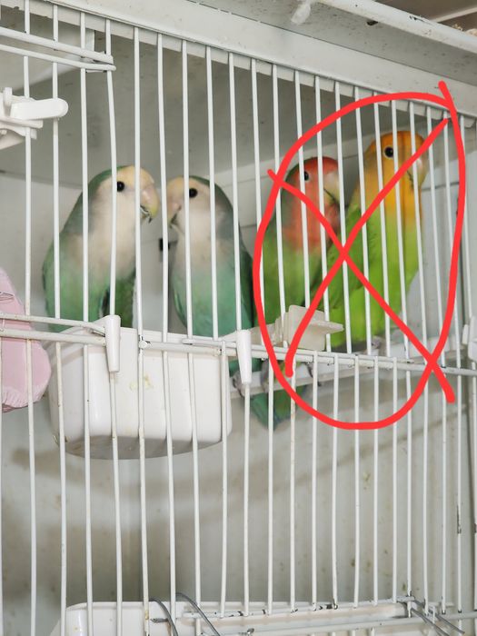 Agapornis criados a mão (muito meigos)