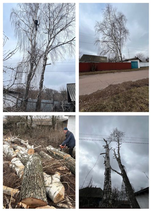 Професійне видалення, валка, обрізка та розпил аварійних дерев