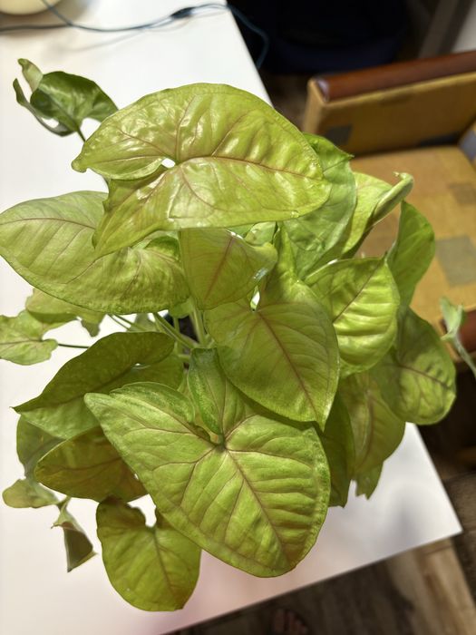 Сингоніум різні розміри