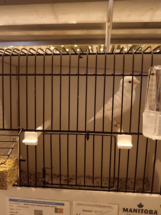 Canários brancos reprodutores