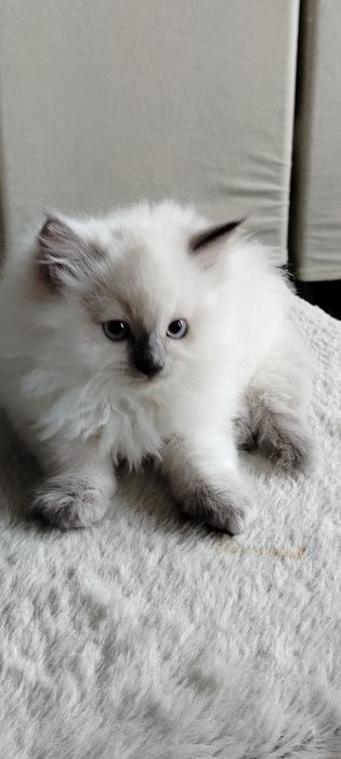 Śliczna kociczka ragdoll