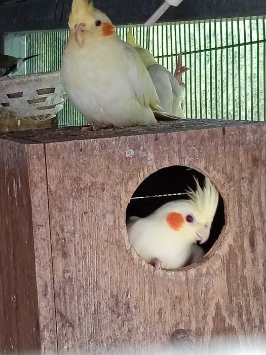 Caturras Lutinas 2025