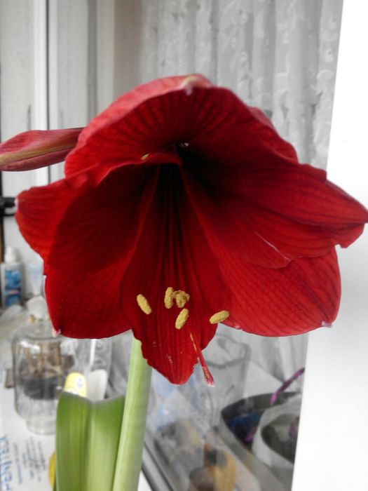 Гиппеаструм, амариллис