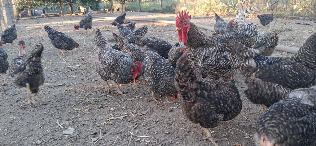 Ovos de Galinha Pedrês Portuguesa