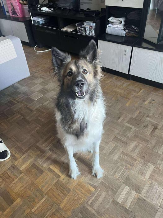 Suczka w typie border collie !