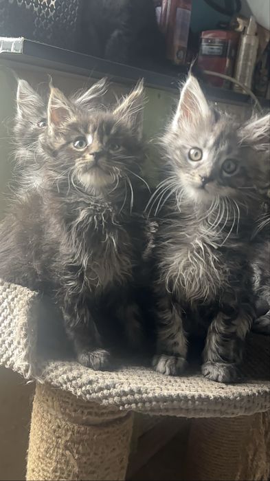 Кошенята мейнкун 1,5 міс