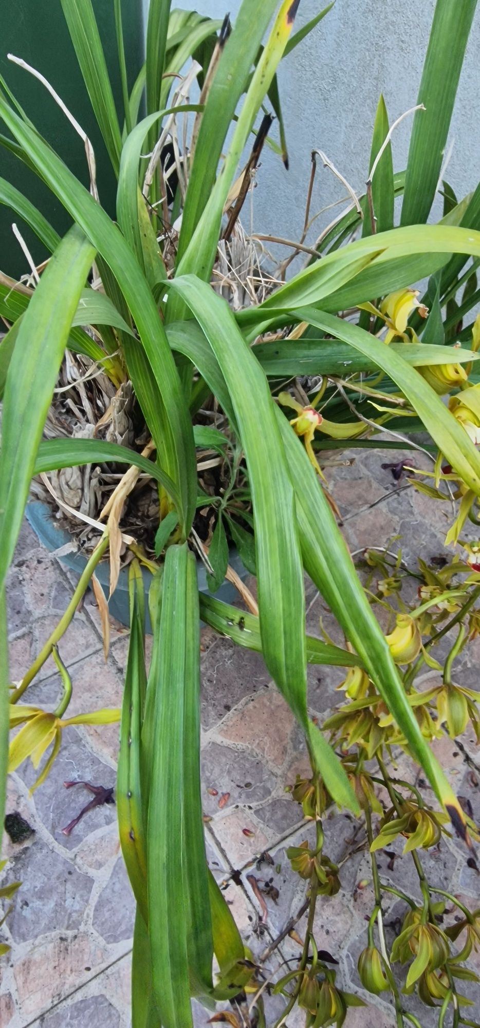 orquídeas e flor aéreas