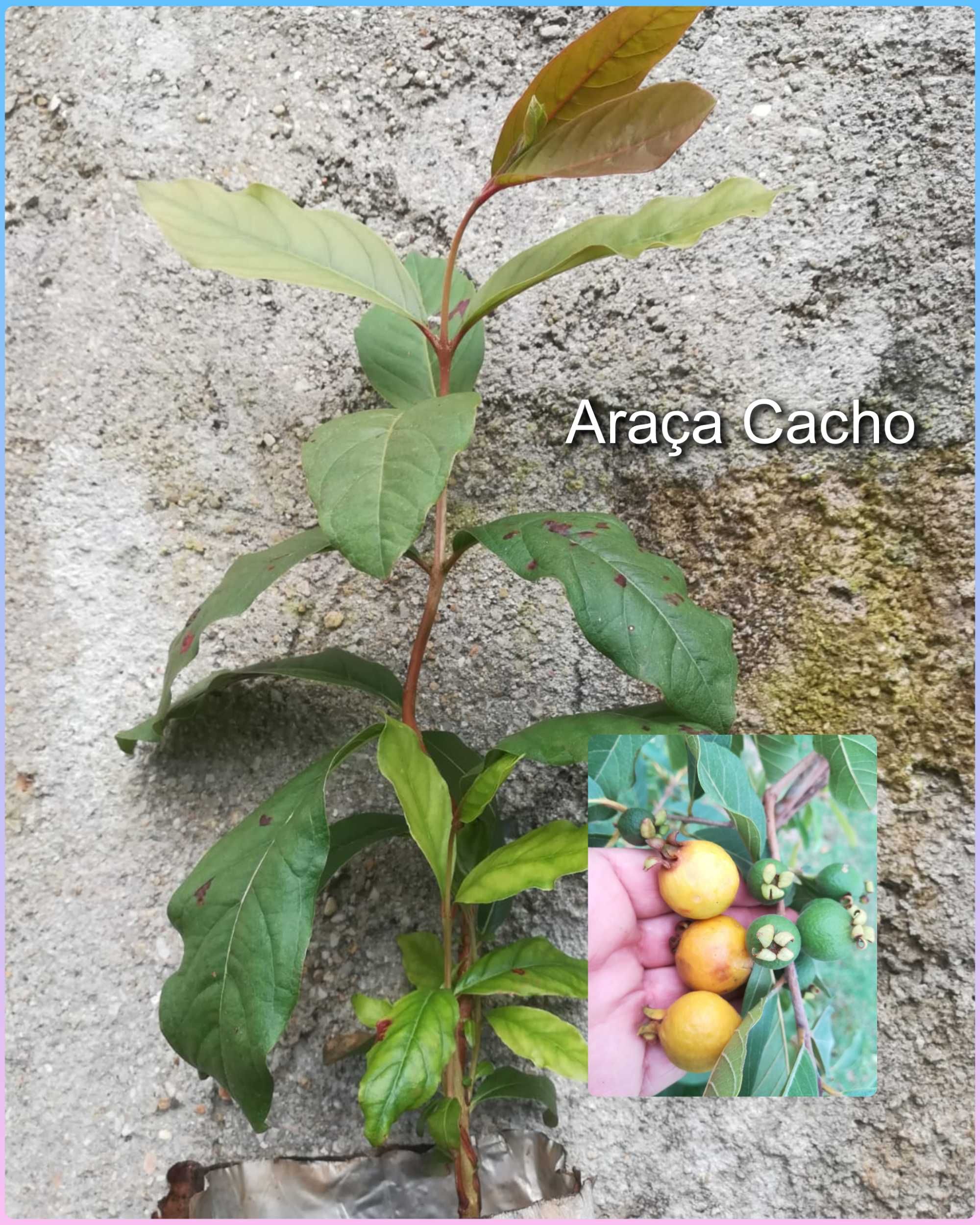 Planta de Araça cacho