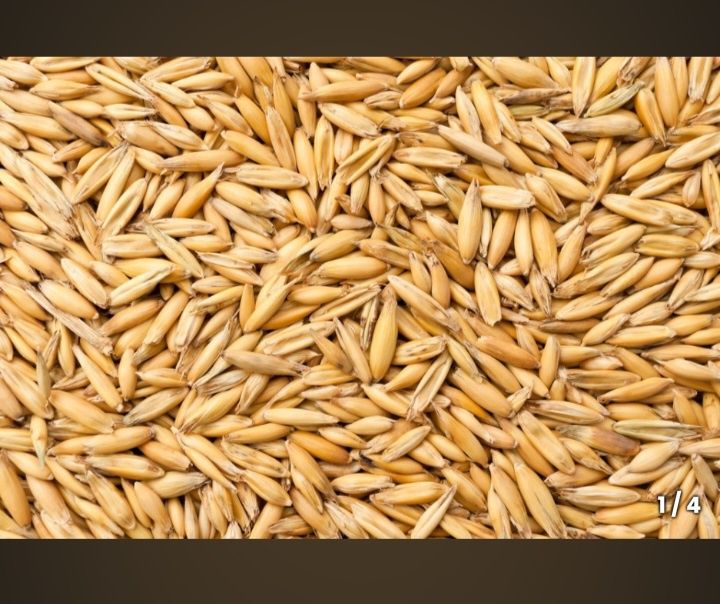 Owies dla koni,darmowa dostawa