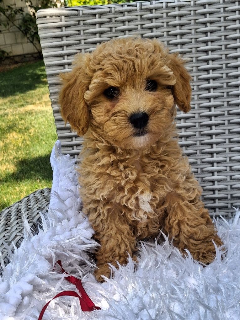 Śliczna suczka Maltipoo