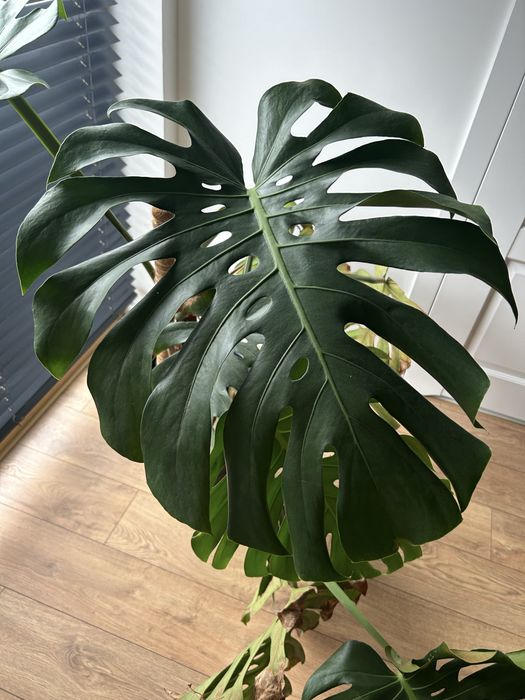 Kwiat Monstera Deltoides