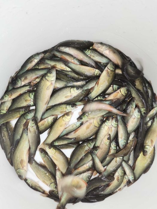 lin jedno roczny dł. do 9cm 5złszt. i inne karp amur tołpyga węgorz