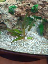 Cryptocoryne willisii