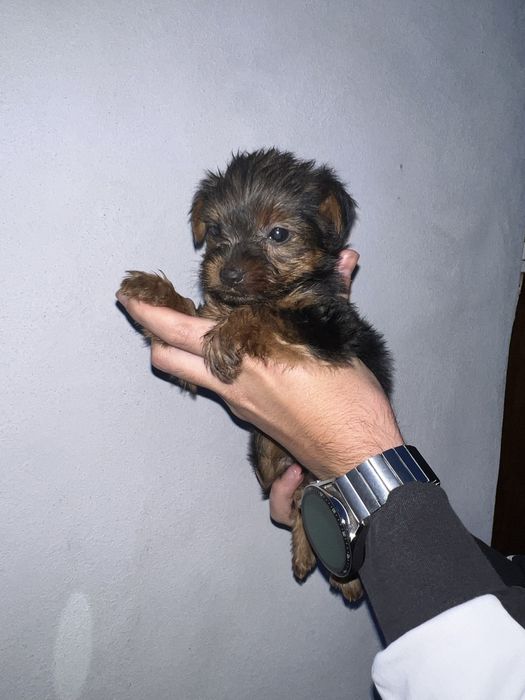 Yorkshire terrier femea