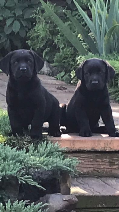 Щенки Лабрадор ретривер