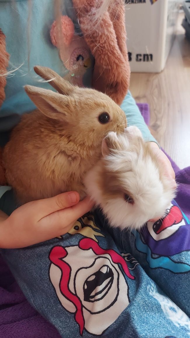 Króliczki miniaturka