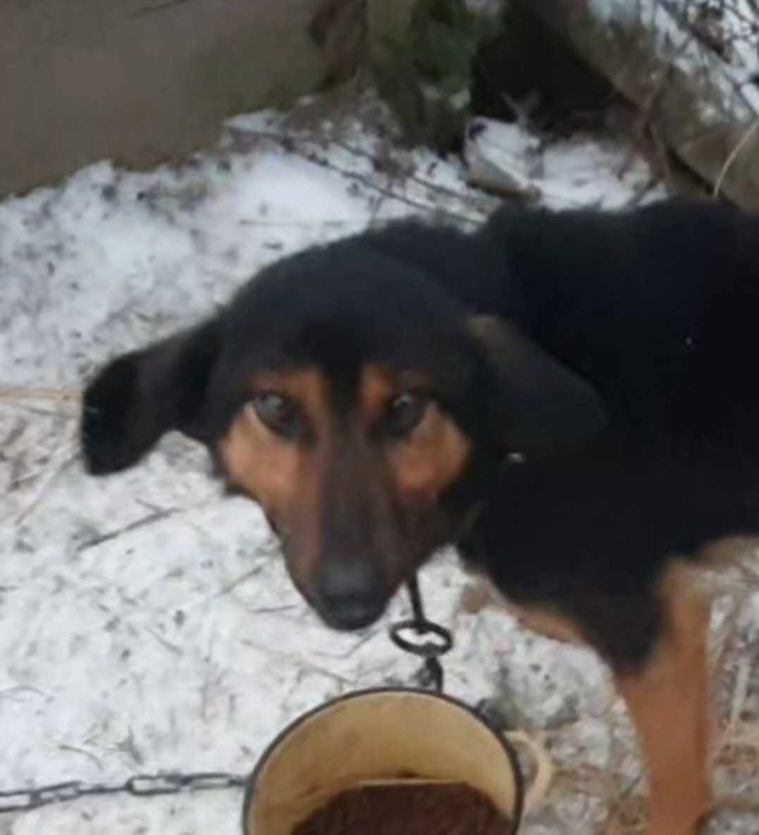 Tobi pilnie potrzebuje domu!