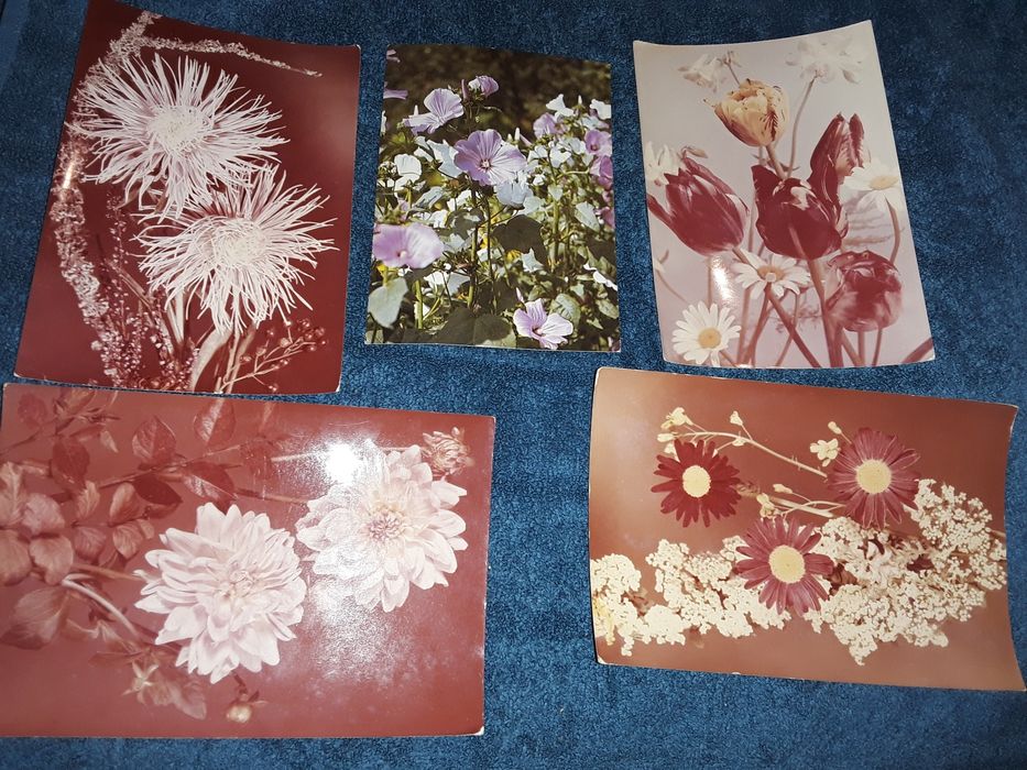 5 sztuk pocztowek z roku 1975 kwiaty