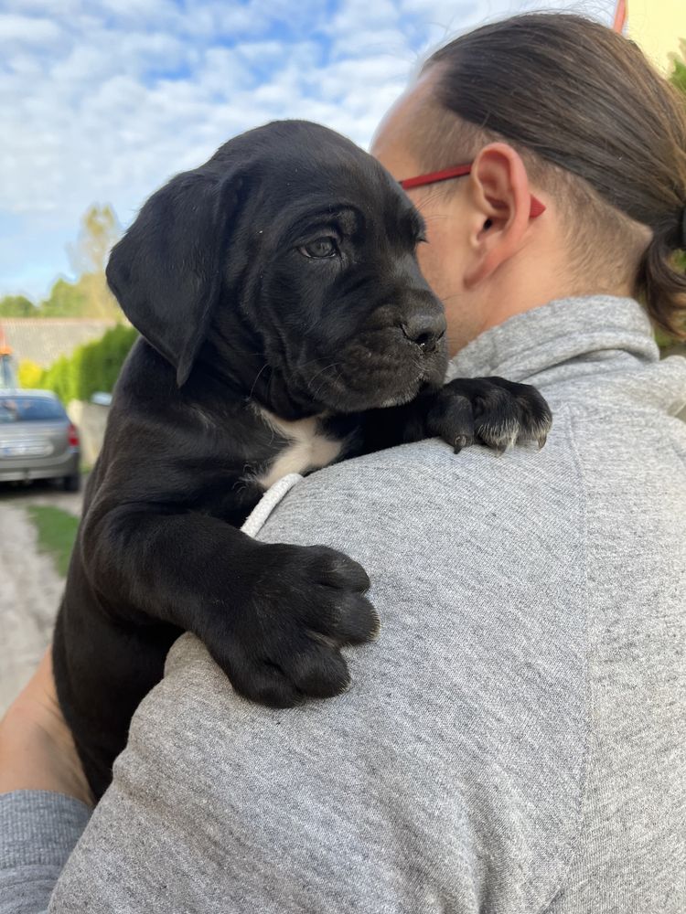 Cane Corso Suczka