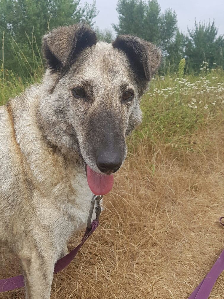 Karmi do adopcji!