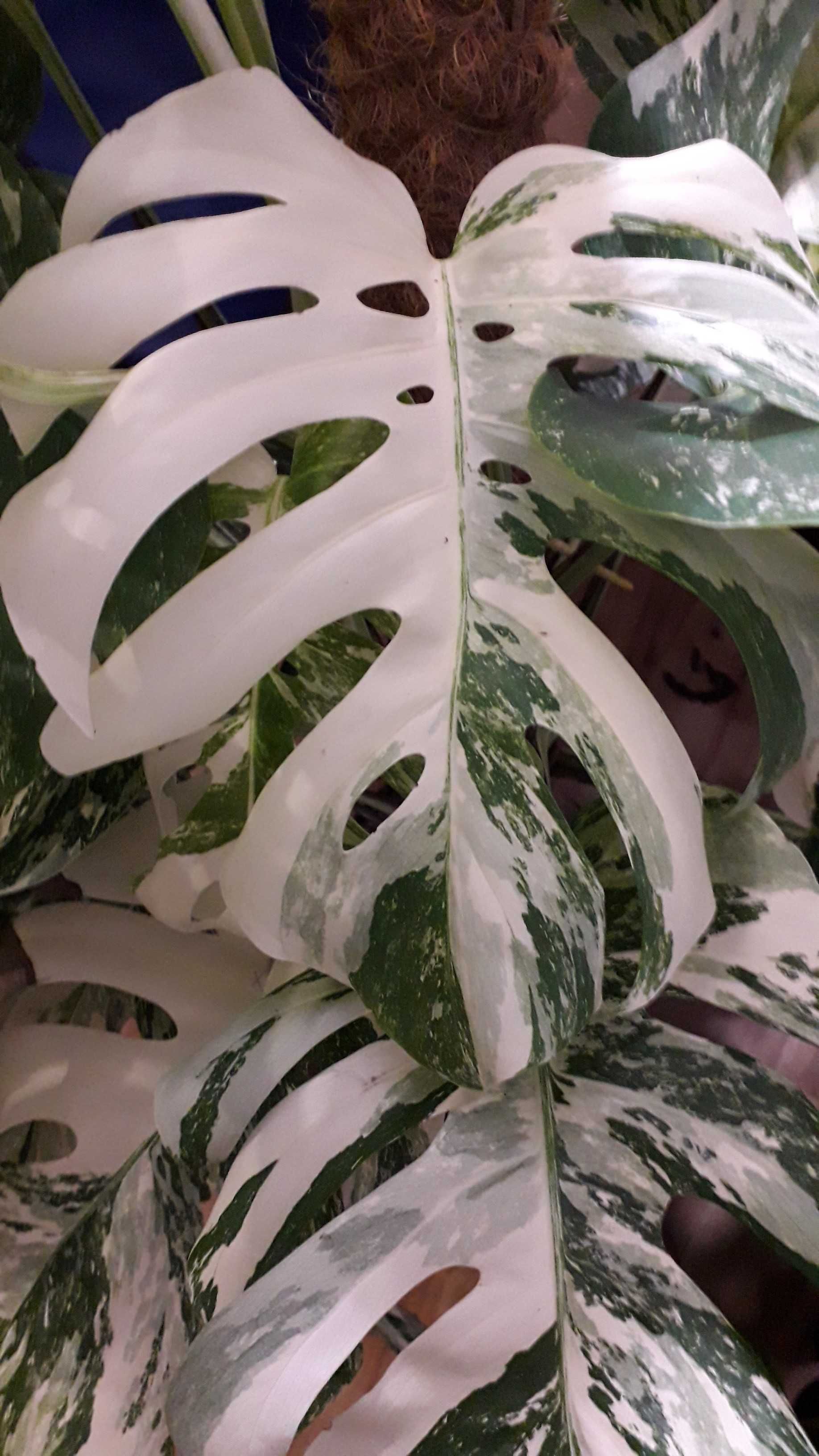 INTERNATIONAL Monstera Albo Variegata 1 liść filodendron philoden alba