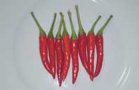 10 sementes Piri Piri vermelho