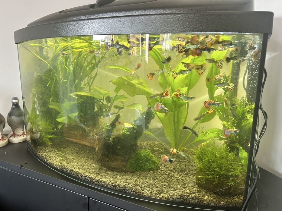 Akwarium 60l panorama - nowe - caly zestaw - 80 rybek wartości 600 zł