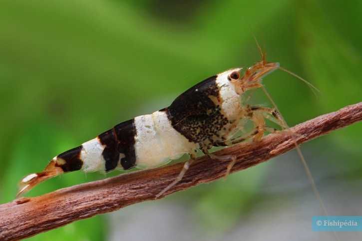 Camarões de aquário Caridina Longemani Crystal Black