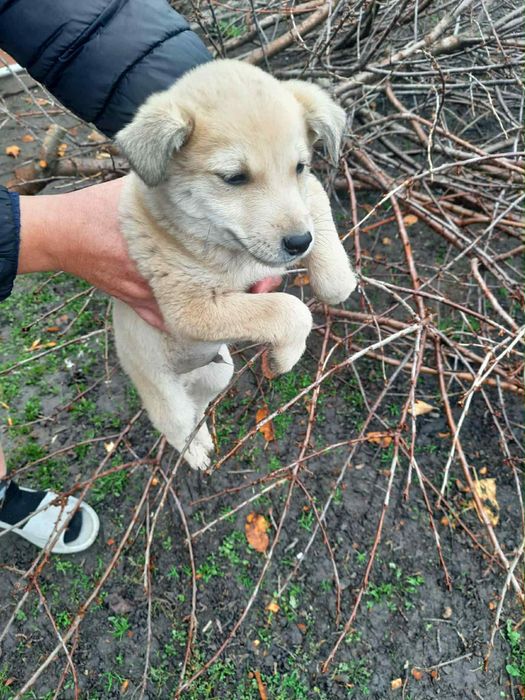 Цуценята песики