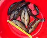 Lin narybek 14-18cm. Karp, amur, Jesiotr