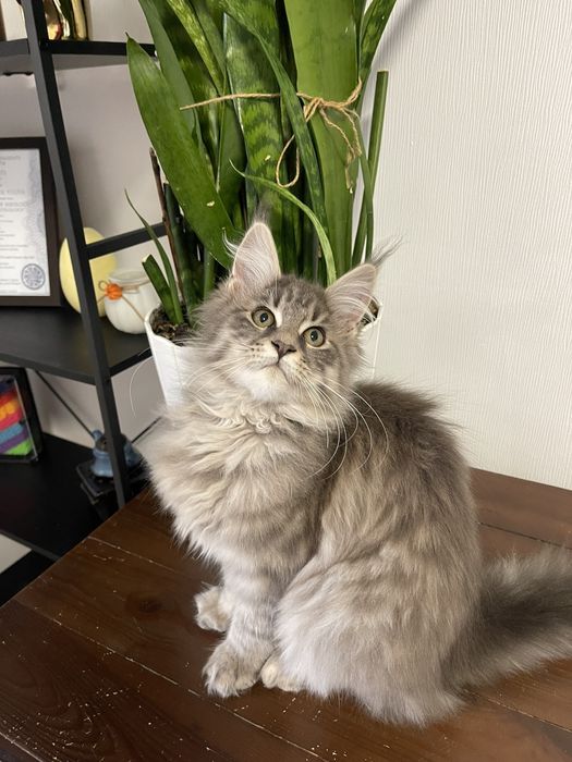 Мейн-Кун  дівчинка сріблястий таббі