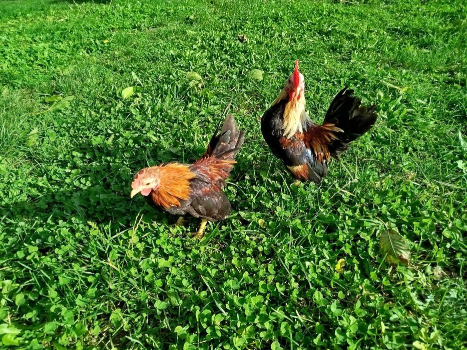 Serama, seramy koguty