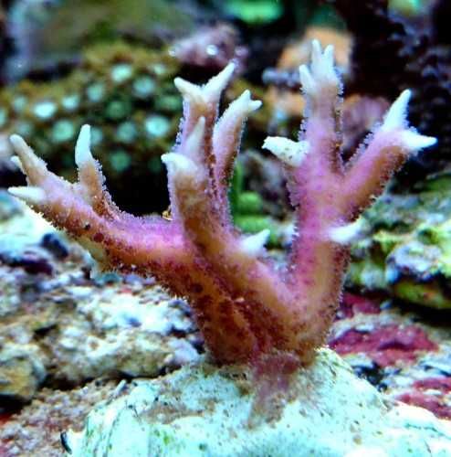 Seriatopora caliendrum, hystrix