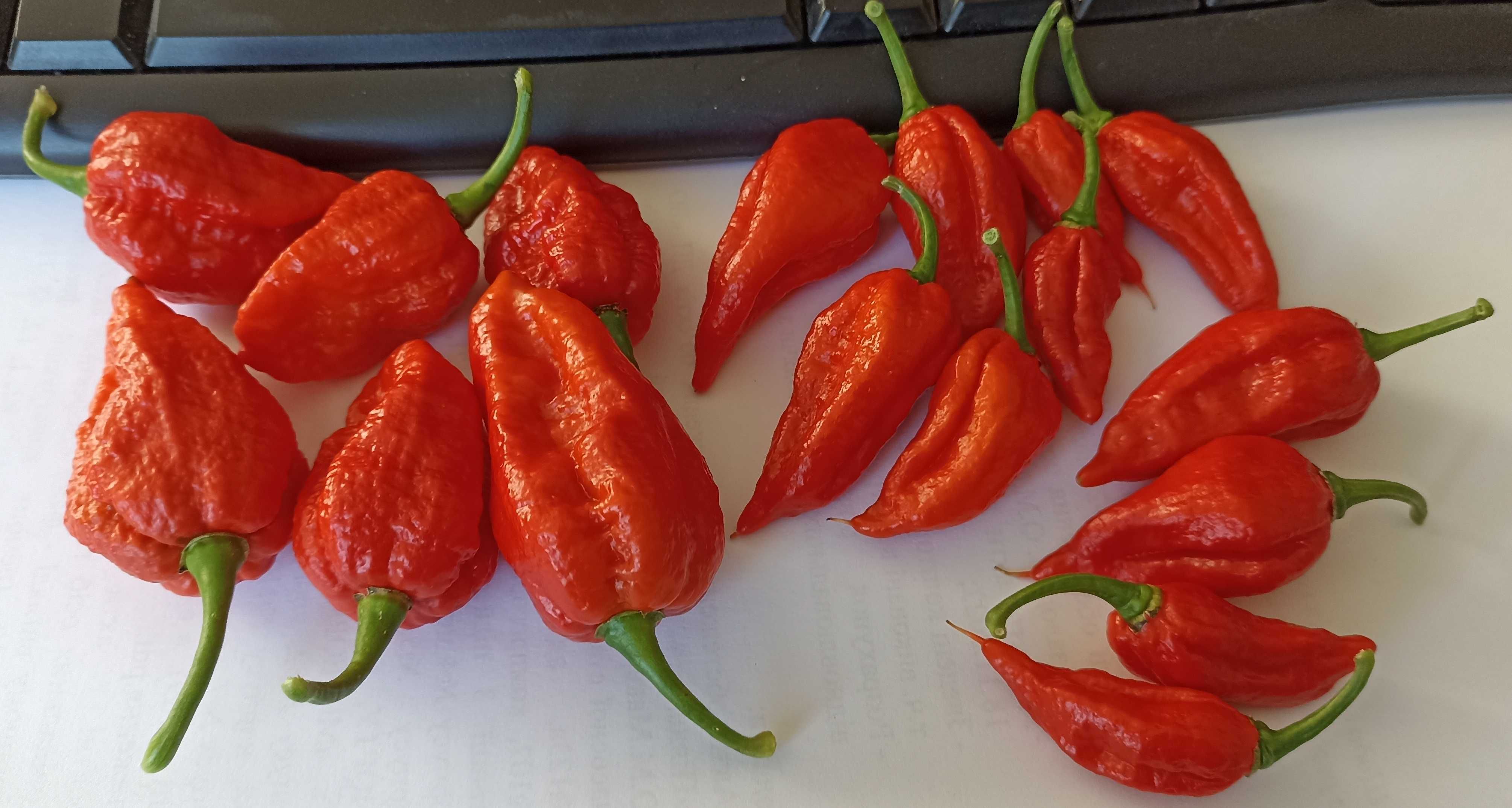 Саджанці супергострих перців Trinidad Scorpion Butch, Dorset Naga Red