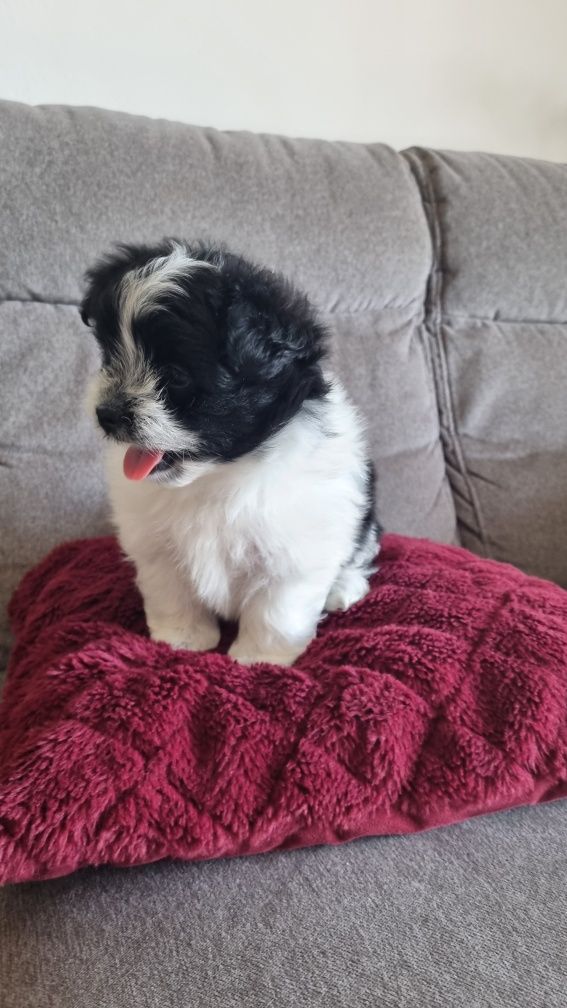 Maltipom miniaturowy