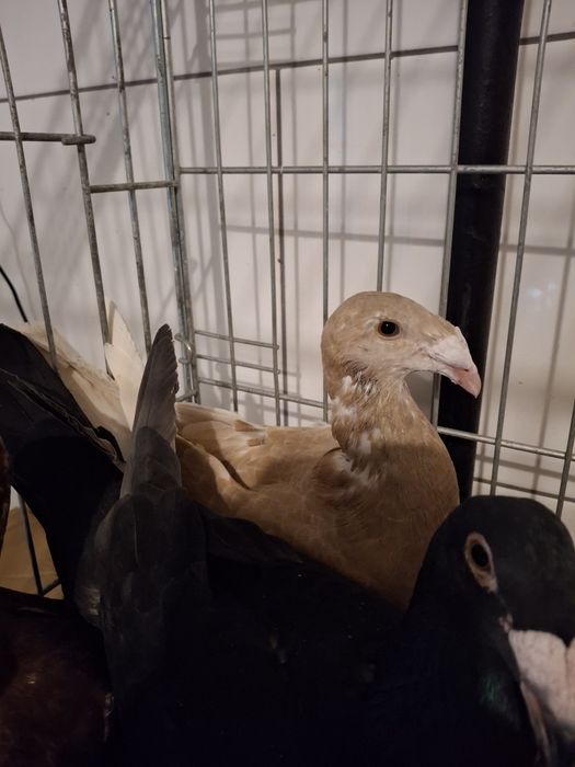 Gołebie Rzeszowskie