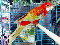 Розелла красная-попугай самый яркий и красочный.