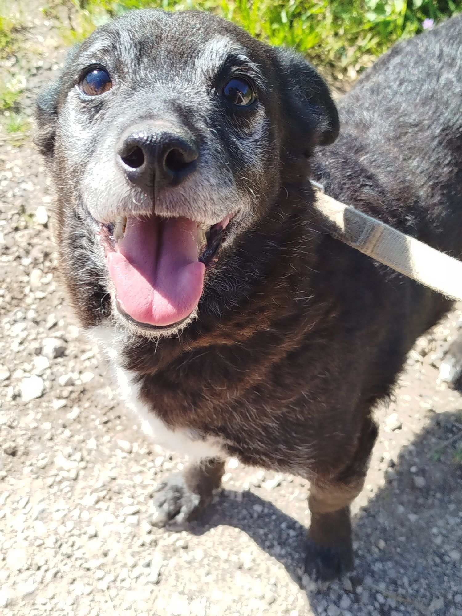 Alfragide - cão pequeno para adoção