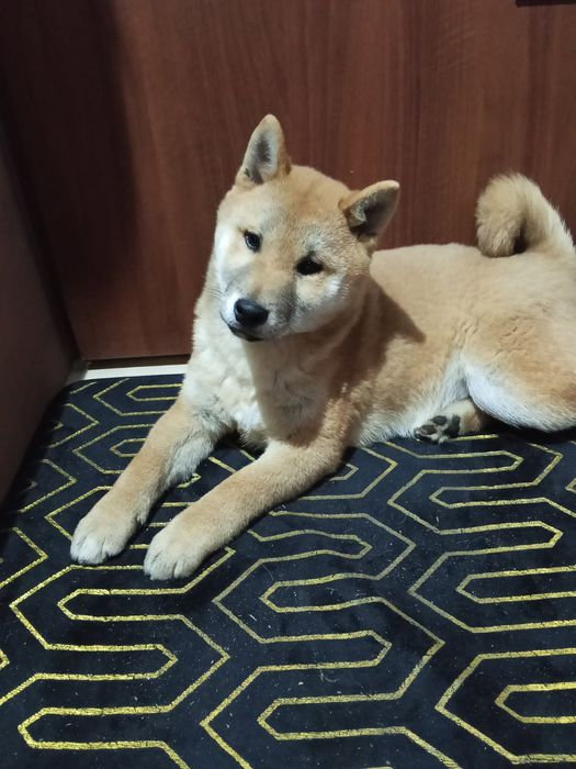 Piesek shiba inu