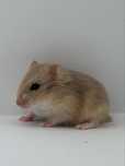 Chomik, chomiki, chomiki campbella, rodowodowe chomiki campbella