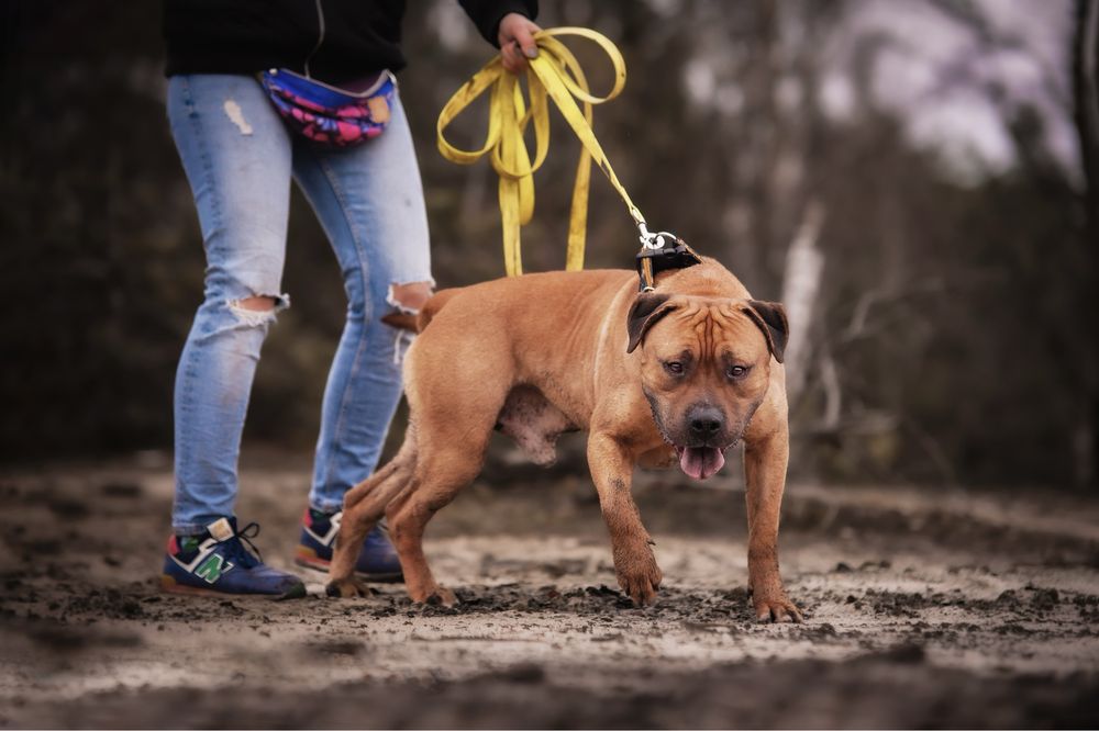 Pies w typie Bulla Pitbull Amstaf - adopcja