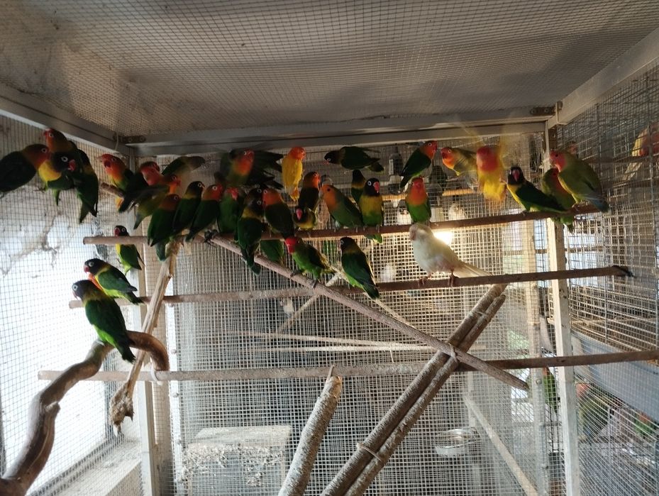 Nierozłączki czerwonoczelne