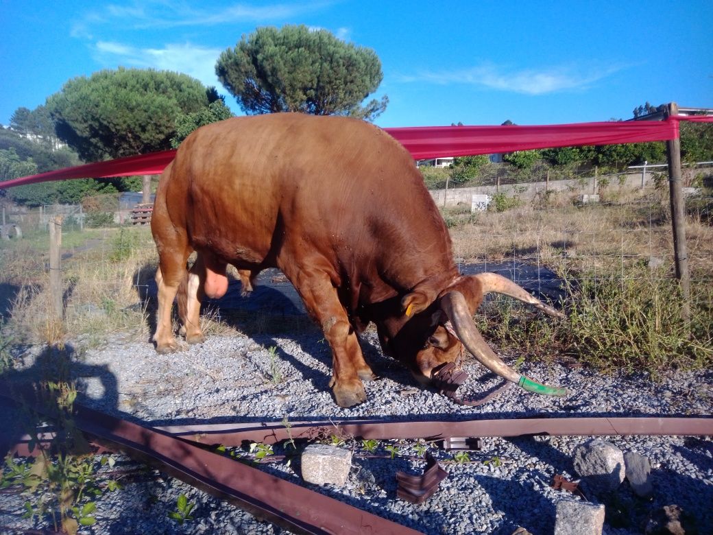 Vacas  Barrosā REPRODUTORas